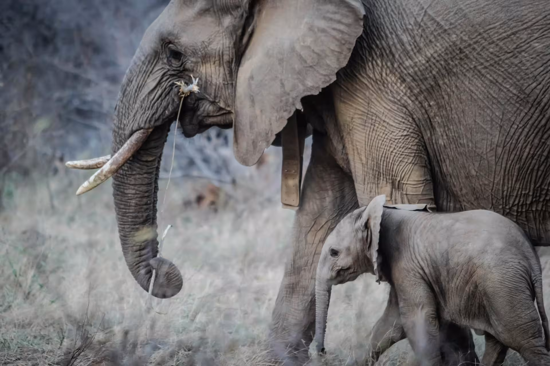 Baby Elephant with Mother