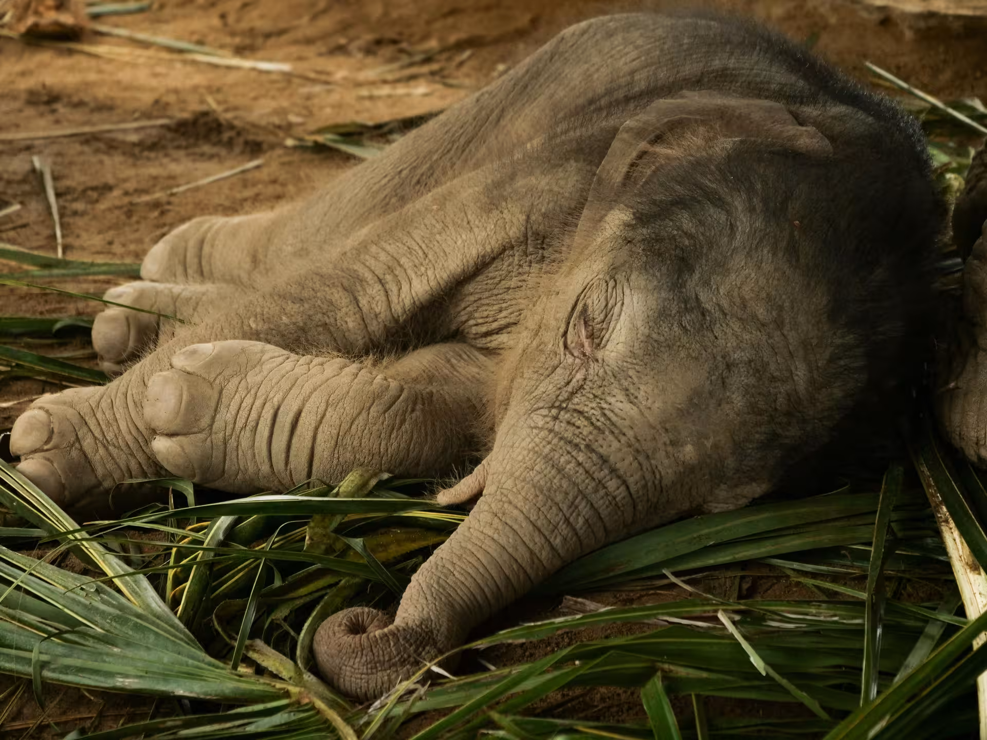 Stop Riding Elephants